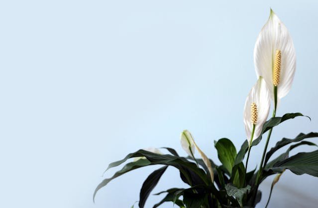 Peace Lily Flowers