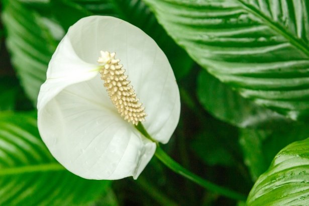 Peace Lily Plant