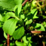 Stevia Herb