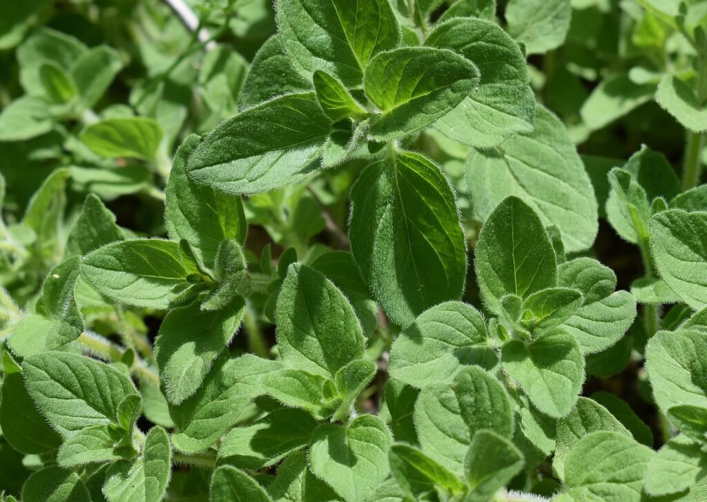 Summer Savory Herb